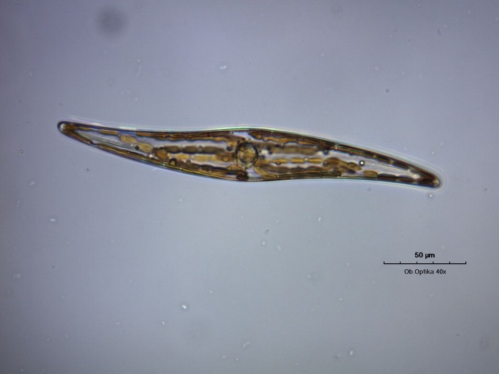 PLEUROSIGMA sp.